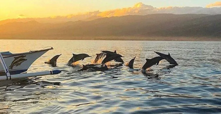 Dolphin Watching Tour