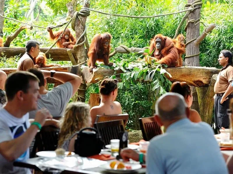 Breakfast with Orangutans & Bali Zoo
