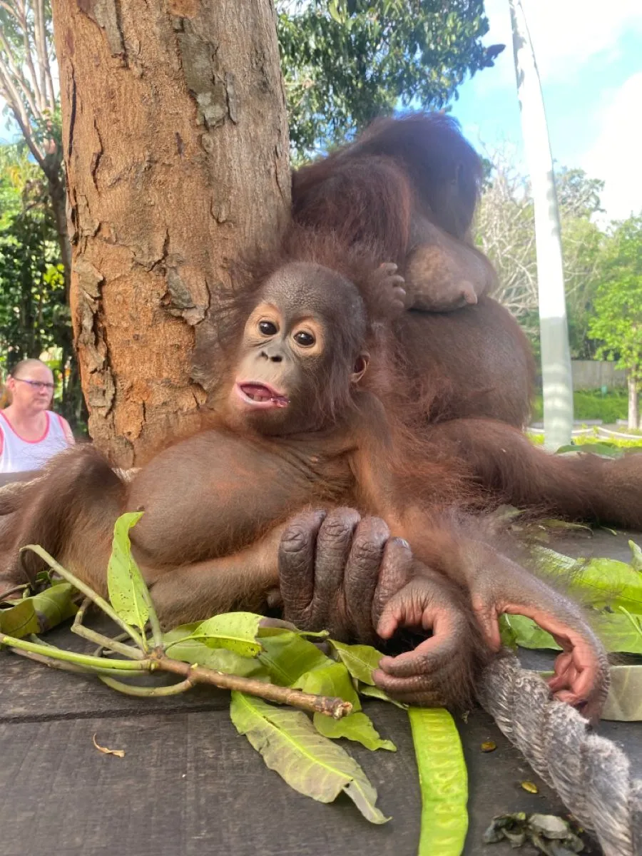 Breakfast with Orangutans & Bali Zoo